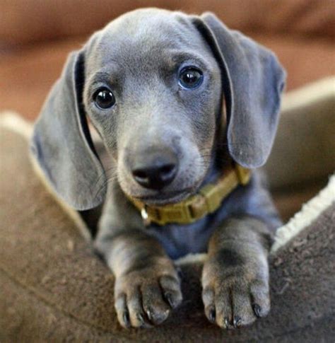 75+ How To Get A Blue Dachshund Photo - Bleumoonproductions