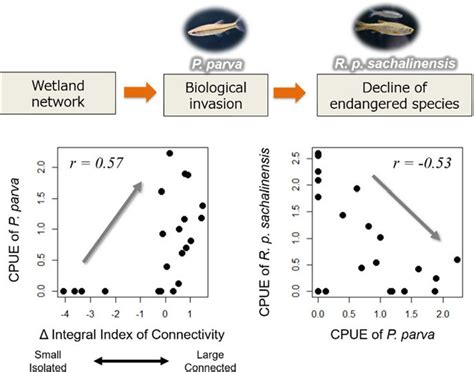 7 Biological invasion in a wetland network and decline in endangered... | Download Scientific ...