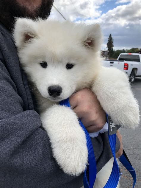 Meet Lola! They called her a Samoyed but I think I brought home a polar ...