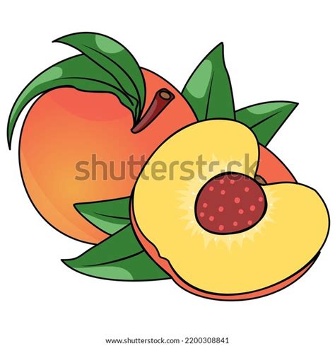 Fresh Peach Fruit Drawing Vector Illustration Stock Vector (Royalty Free) 2200308841 | Shutterstock