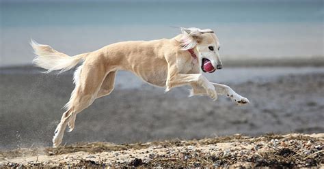 Saluki Dog Breed - Information, History, Health & Basic Facts