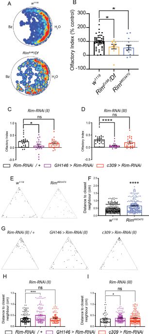 Assessing olfactory, memory, social and circadian phenotypes associated with schizophrenia in a ...