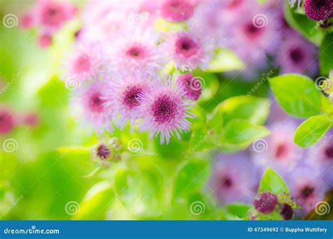 Pink flower background stock photo. Image of leave, flower - 47349692