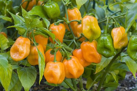 How to Grow Hot Peppers