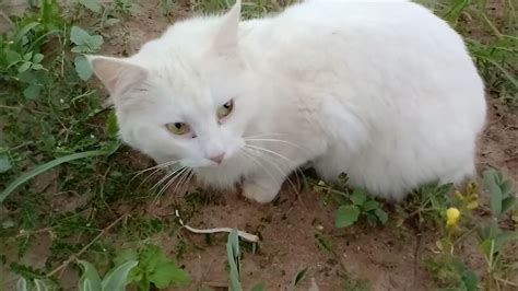 Wild Cat Eating Snake - YouTube