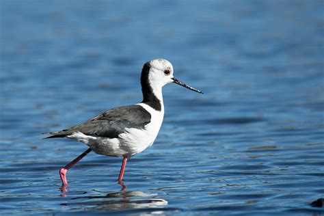 Birds in Sydney Olympic Park - The Wildlife Diaries