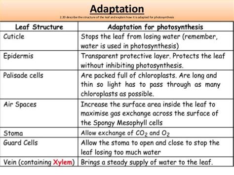 How Is a Palisade Cell Adapted to Its Function