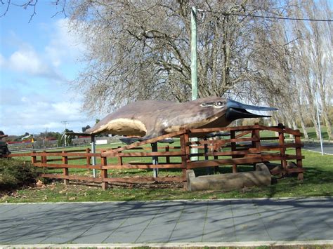 The Big Platypus in Latrobe