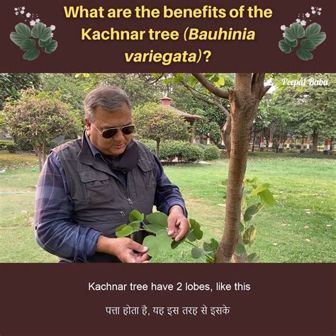 What are the benefits of the Kachnar tree (Bauhinia variegata)? | What are the benefits of the ...