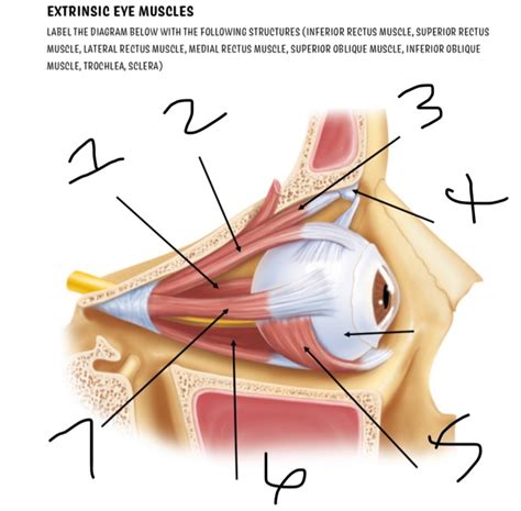 Solved EXTRINSIC EYE MUSCLES LABEL THE DIAGRAM BELOW WITH | Chegg.com