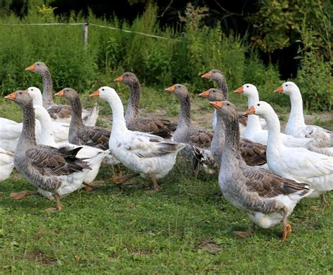 Guide to Domestic Goose Breeds - Backyard Poultry | Geese breeds, Backyard poultry, Breeds