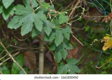 Closeup Cocor Bebek Plant Kalanchoe Pinnata Stock Photo 1436630159 | Shutterstock