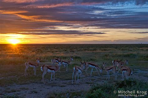 Photo / Springboks at Sunrise / Etosha National Park, Namibia