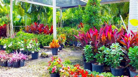 Nursery Plants & Trees | Beltran's Nursery & Landscape in Punta Gorda & Pine Island