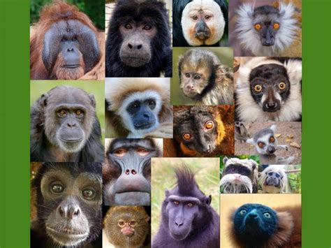 Species Of Primates