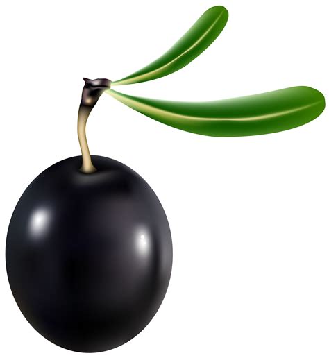 Black Olive Transparent PNG Clip Art Image | Gallery Yopriceville - High-Quality Images and ...