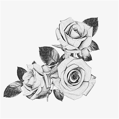 Sketch of Gray-Black Roses | Rose PNG Image