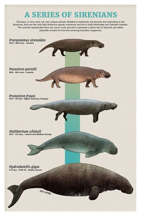 Evolution of the manatee/sea cow and dugong. Artist is Julio Lacerda ...