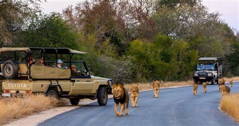 Kruger National Park Safari Tour Package