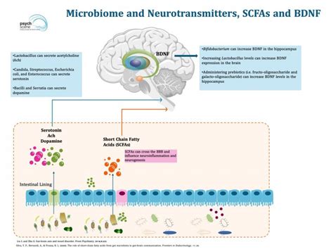 Gut Microbiome and Depression: The Gut-Brain Axis Explained