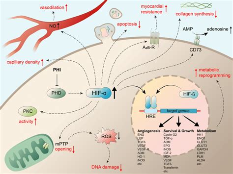 Cardioprotective mechanisms driven by hypoxia-inducible factors (HIFs).... | Download Scientific ...