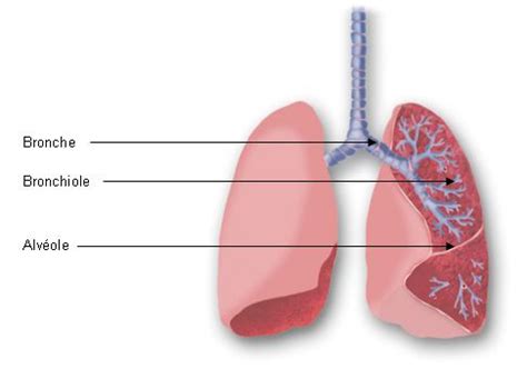 Bronchi Definition