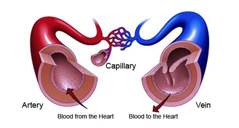 Compare Arteries, Veins and Capillaries in Terms of Their