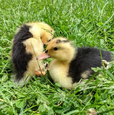 Magpie Ducks: Adorable Dual-Purpose Duck Breed