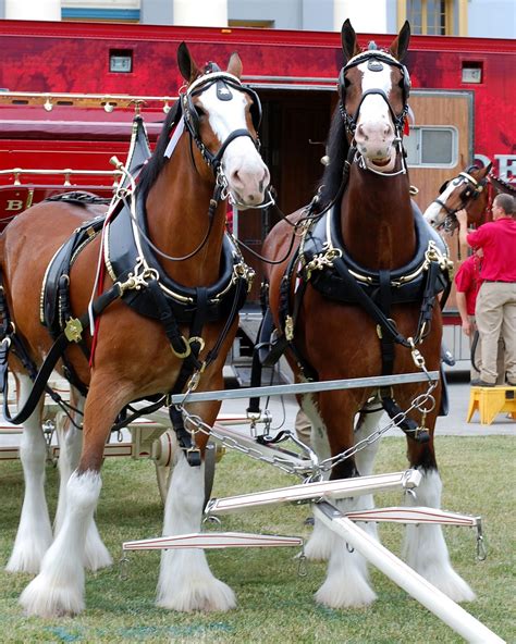 Budweiser Clydesdale Horses | Clydesdale horses budweiser, Horses, Clydesdale horses