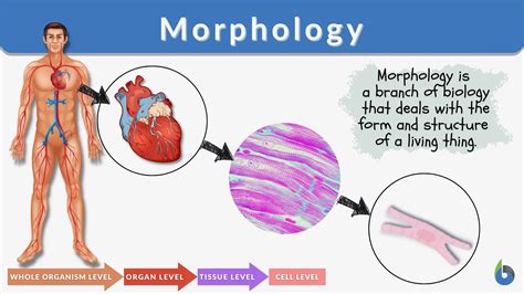 Morphology - Definition and Examples - Biology Online Dictionary