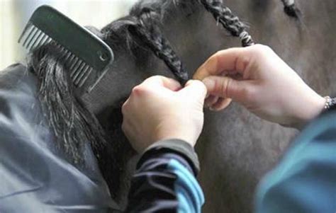 How to do dressage plaits with Sarah Millis: VIDEO