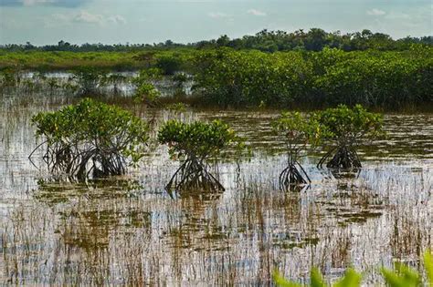 What Were the Results of the Second Seminole War - DailyHistory.org