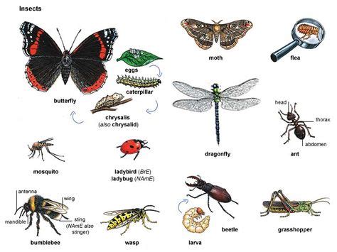 12 INSECTS LIST NAME ideas | insects, insects names, insect orders