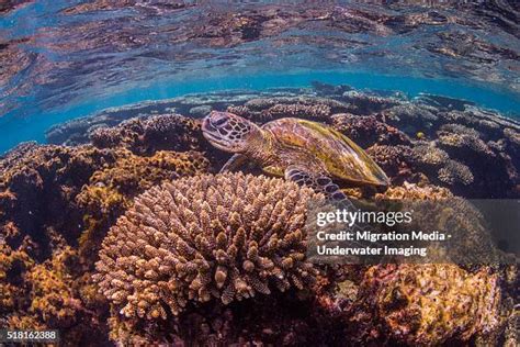 168 Sea Turtles Migration Stock Photos, High-Res Pictures, and Images - Getty Images