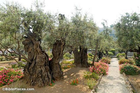 Mount of Olives (BiblePlaces.com)