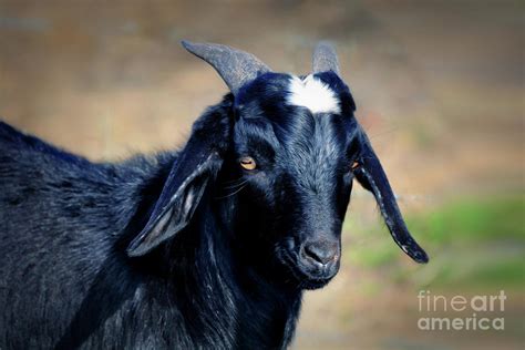 Black Goat Digital Art by Savannah Gibbs | Fine Art America