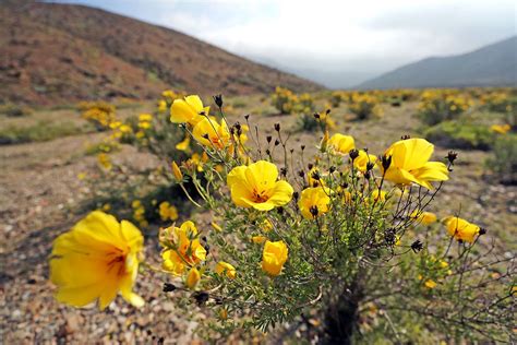 The Atacama Desert is full of flowers after an unexpected rain. Desert Flowers, Wild Flowers ...