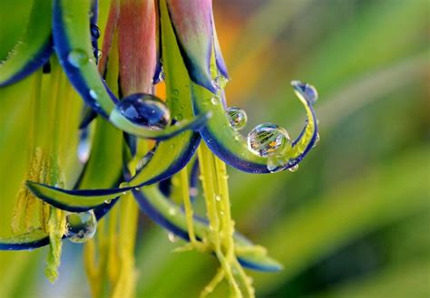 Billbergia Nutans Queen's Tears Photograph by Werner Lehmann