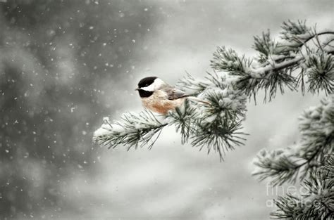 Winter Chickadee Photograph by Darren Fisher | Pixels