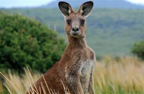 What Do Kangaroos Eat? Exploring the Diet of These Fascinating Marsupials