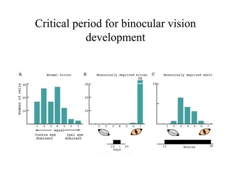 PPT - Critical period for binocular vision development PowerPoint ...