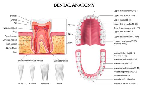 𝐏𝐫𝐞𝐦𝐨𝐥𝐚𝐫 - 🦷 𝐅𝐨𝐫𝐞𝐬𝐭 & 𝐑𝐚𝐲 😊 𝐃𝐞𝐧𝐭𝐢𝐬𝐭𝐬, 𝐎𝐫𝐭𝐡𝐨𝐝𝐨𝐧𝐭𝐢𝐬𝐭𝐬, 𝐈𝐦𝐩𝐥𝐚𝐧𝐭 𝐒𝐮𝐫𝐠𝐞𝐨𝐧𝐬