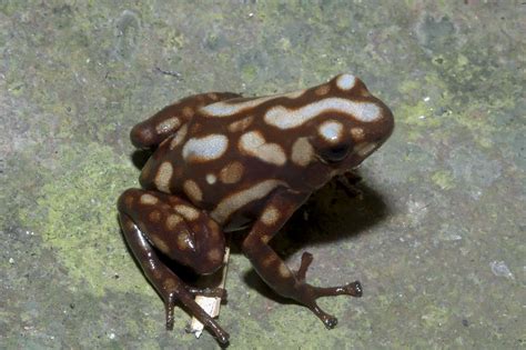 Dendrobates auratus - Frogs & Co