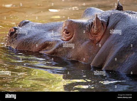 A hippopotamus (Hippopotamus amphibius) in the water, the natural ...