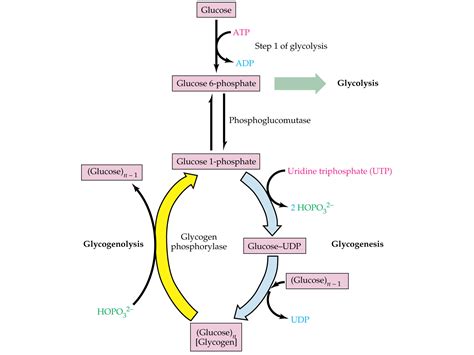 Glycogenesis - Viewing Gallery