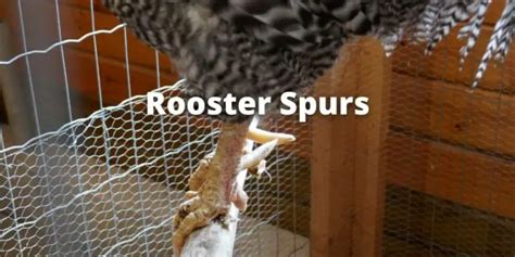 Rooster Spurs: Its need, use, removal, and FAQs