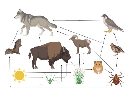 Keystone Species Examples