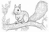 Squirrel Coloring Pages  Our New Squirrels For sketch template