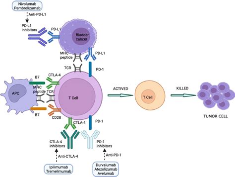 Frontiers | Prevention and Treatment of Side Effects of Immunotherapy for Bladder Cancer