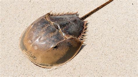 MBL March Madness: Atlantic Horseshoe Crab | Marine Biological Laboratory